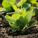 Brassica packshot