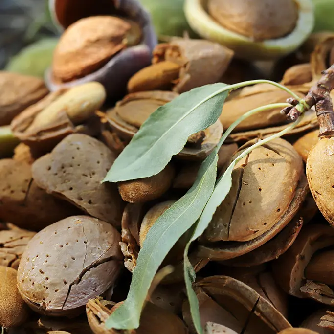 Gros plan sur des amandes avec leurs coquilles