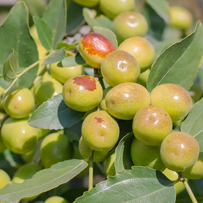 Gros plan sur des graines de jojoba