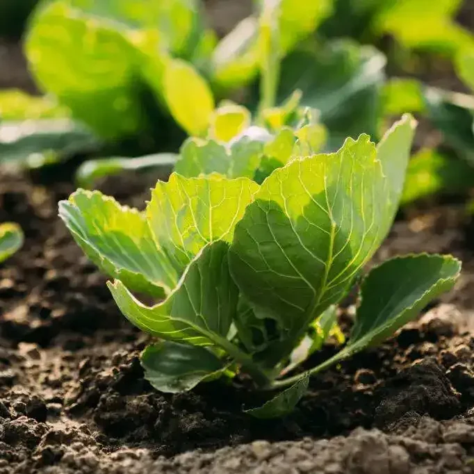 packshot brassica ingrédients superlooong
