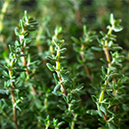 Plante de thym
